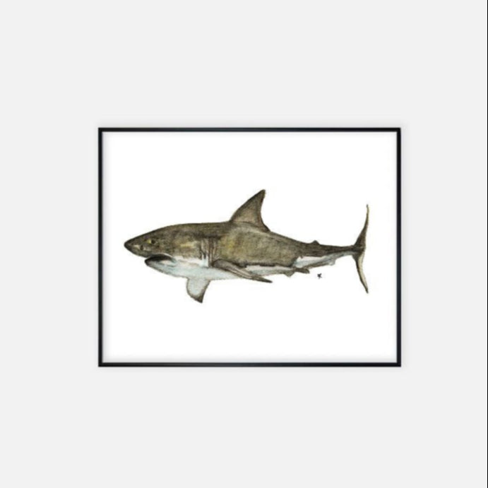 Print (11" x 14") - "Great White Shark"